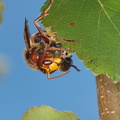 Frelon capturant Abeille Bois-de-Xhoris 05 septembre 2010 07