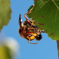 Frelon capturant Abeille Bois-de-Xhoris 05 septembre 2010 08