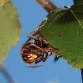Frelon capturant Abeille Bois-de-Xhoris 05 septembre 2010 10