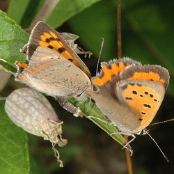 Parade nuptiale Lycaena phlaeas