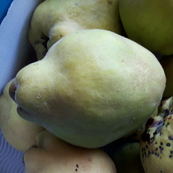 Coings