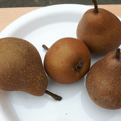 Poire des malades