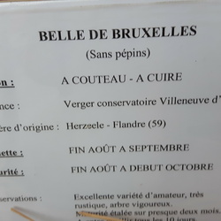 Belle Fleur Bruxelles