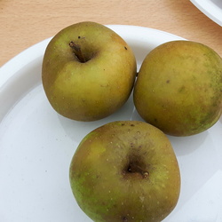Belle de Boskoop verte
