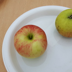 Pomologie