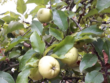 President van Divoet Verger conservatoire GBX 25-09-2016 03