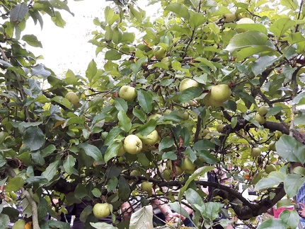 President van Divoet Verger conservatoire GBX 25-09-2016 06