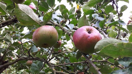 Reinette Hernaut Verger conservatoire GBX 25-09-2016 02