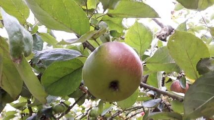 Reinette Hernaut Verger conservatoire GBX 25-09-2016 04