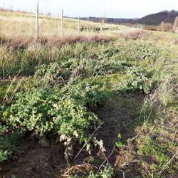 Agroforesterie