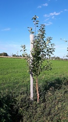 Malus-Alkmene Rang-D3 CDLT 06-10-2018 05