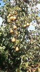 Diversifruit-8e-journee 27-09-2109 33