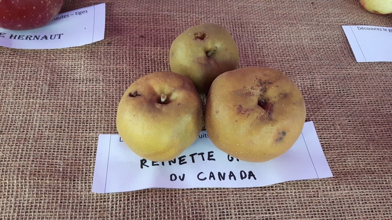 Reinette-Grise-du-Canada-La-Batte-13-10-2019.jpg