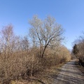 Salix caprea  07-03-2021 01.jpg