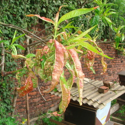 Arboriculture