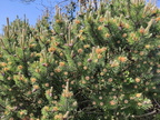 Pinus sp Harzé 30-05-2021 03
