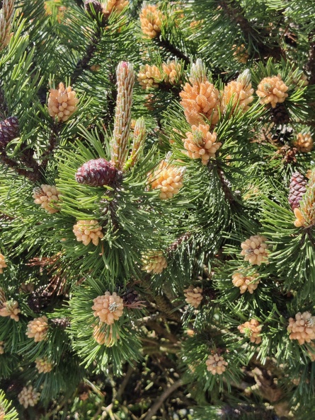 Pinus sp Harzé_30-05-2021_04.jpg