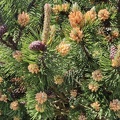 Pinus sp Harzé 30-05-2021 04