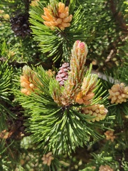 Pinus sp Harzé 30-05-2021 05