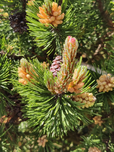 Pinus sp Harzé_30-05-2021_05.jpg