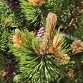 Pinus sp Harzé_30-05-2021_05.jpg