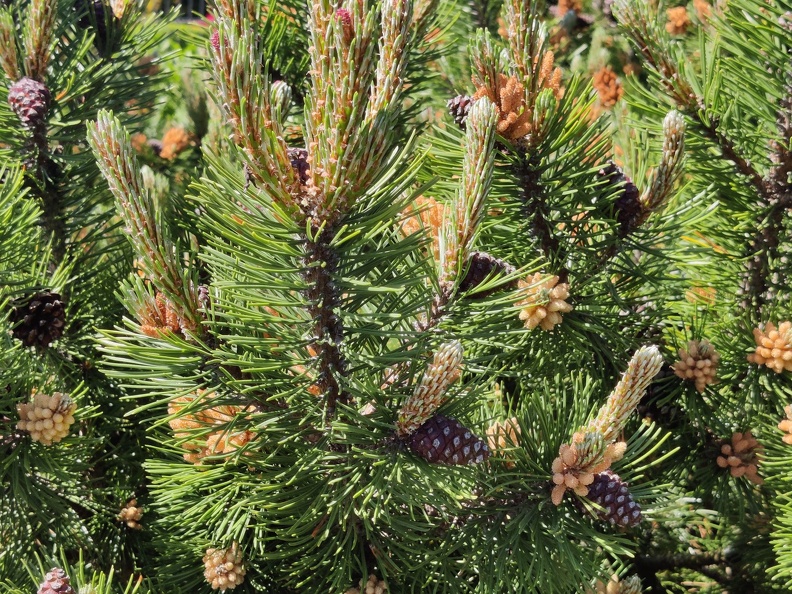 Pinus sp Harzé_30-05-2021_06.jpg