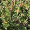 Pinus sp Harzé_30-05-2021_06.jpg
