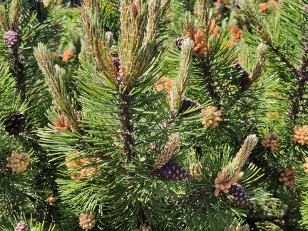 Pinus sp Harzé 30-05-2021 06