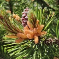 Pinus sp Harzé_30-05-2021_07.jpg