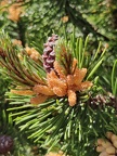 Pinus sp Harzé 30-05-2021 07