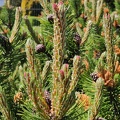 Pinus sp Harzé 30-05-2021 08