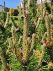 Pinus sp Harzé 30-05-2021 08