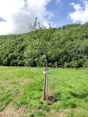 Verger Olne 009 08-08-2021 04