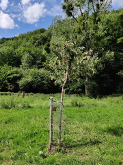 Verger Olne 015 08-08-2021 01