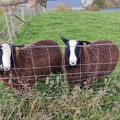mouton Zwartbles Sprimont 18-11-2021 01