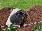 mouton Zwartbles Sprimont 18-11-2021 02