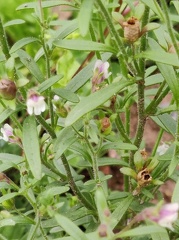 Chaenorrhinum minus   Adventices cereales St-Roch 21-06-2022 07