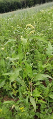 Persicaria lapathifolia  Adventices cereales St-Roch 21-06-2022 04