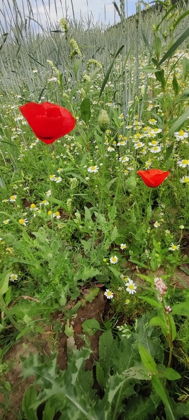 Papaver_rhoeas__Adventices_cereales_St-Roch_21-06-2022_04.jpg