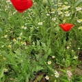 Papaver rhoeas  Adventices cereales St-Roch 21-06-2022 04
