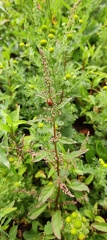 Lipandra polysperma  Adventices cereales St-Roch 21-06-2022 01