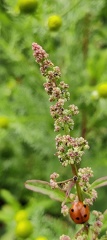 Lipandra polysperma  Adventices cereales St-Roch 21-06-2022 02