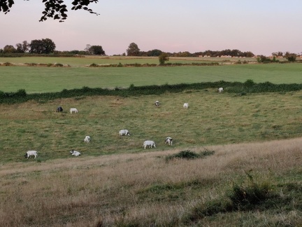 paysages vaches Sprimont 17-07-22 02