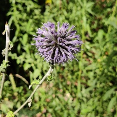 Flore parc de cointe 7-08-2022 04