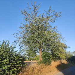 Sprimont Rue des Tilleuls