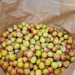 Mirabelles Ferme Jennes aout-2022 01