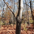 Quercus rubra Foret-Ecole_12-11-2022_06.jpg