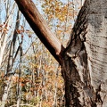 Quercus rubra Foret-Ecole_12-11-2022_07.jpg