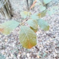 Prunus serotina Foret-Ecole 12-11-2022 02