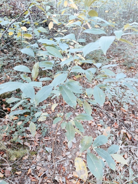 Prunus serotina Foret-Ecole_12-11-2022_06.jpg